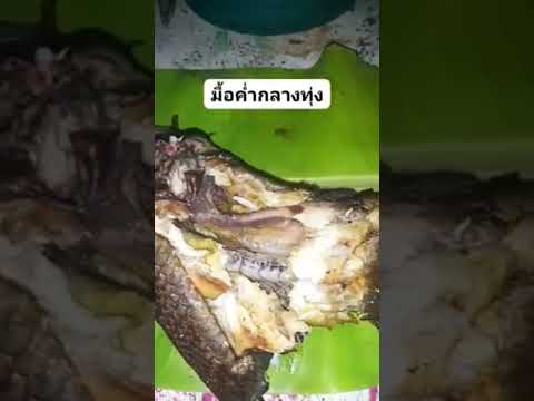 ปิ่งปลาช่อนน้อย