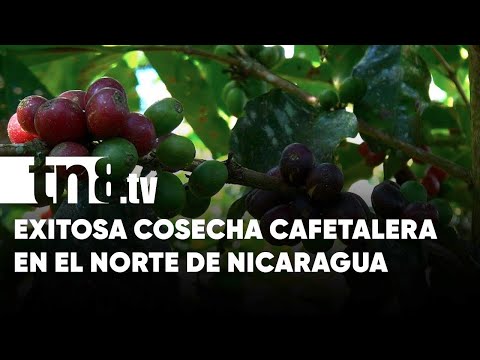 Exitosa cosecha cafetalera en la zona norte de Nicaragua