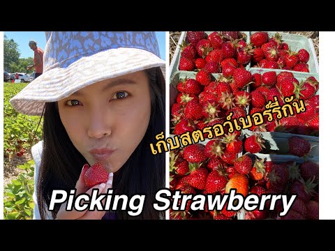 ไปเก็บสตรอว์เบอร์รี่มาทำแยม🍓ส