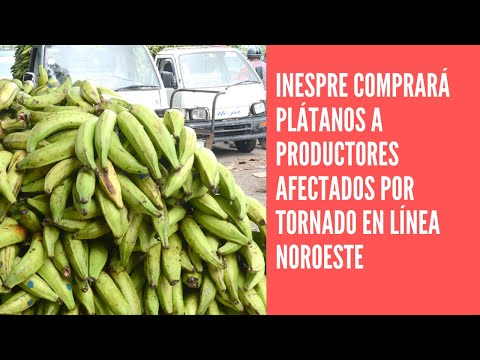 Inespre comprará plátanos a productores afectados por tornado en línea noroeste