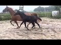 Dressage horse Verkocht Super chique zwarte merrie v. For ferrero x elite v. Apache