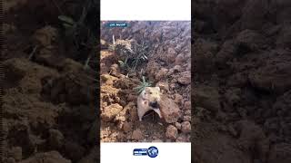 يدافع عن أرضه