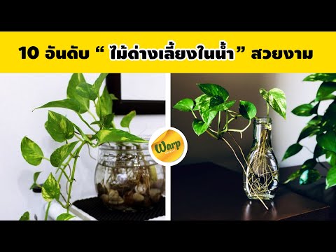 10-ไม้ด่างชอบน้ำ-ไม้ด่างปลูกใน 10-ไม้ด่างชอบน้ำ-ไม้ด่างปลูกใน