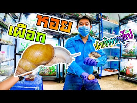 หอยทากเผือก-ศรีบุญชูฟาร์ม หอยทากเผือก-ศรีบุญชูฟาร์ม