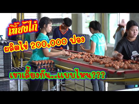 เลี้ยงไก่ผลิตไข่ได้200,000ฟ