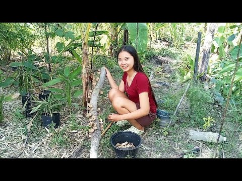 เข้าสวนเก็บเห็ดบดออกเยอะมาก