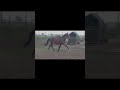 Dressage horse Rappidamme Royal - 3 jarige merrie van Ferdeaux