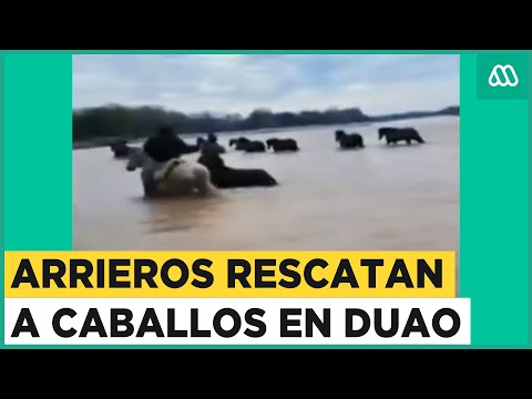 Arrieros rescatan a caballos tras crecida de río en Duao