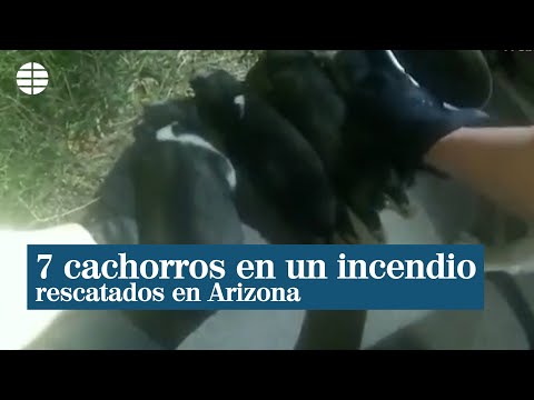 Rescatan a siete cachorros de un incendio en una vivienda en Arizona