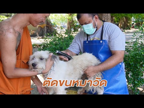 ช่างท๊อป-ตัดขนหมาวัด