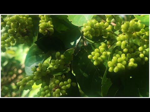 หมากเม่าป่าดกมากๆ