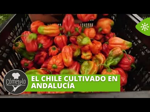 Cómetelo | El chile cultivado en Andalucía, un aliciente de nuestra cocina tradicional de mestizaje