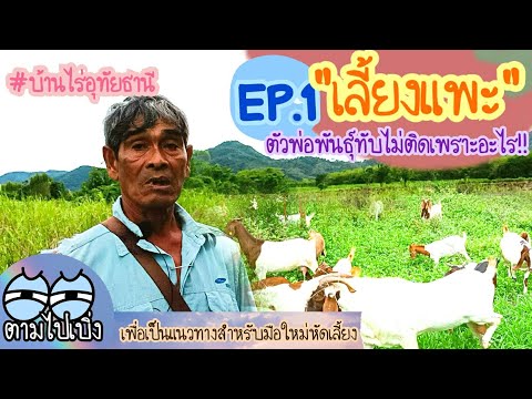 เลี้ยงแพะตัวพ่อพันธุ์ทับไม่ติด เลี้ยงแพะตัวพ่อพันธุ์ทับไม่ติด