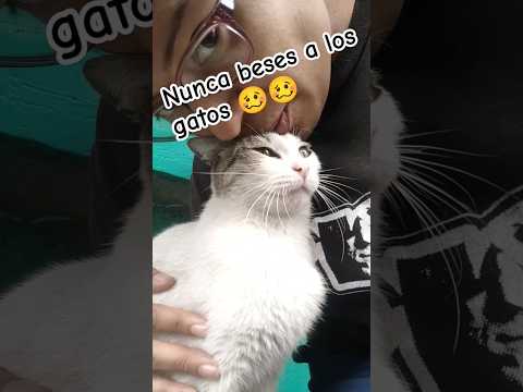 A mi GATA le encantan los  #love #cat #viral #catlover #shortsviral #youtubeshorts #video #gatos