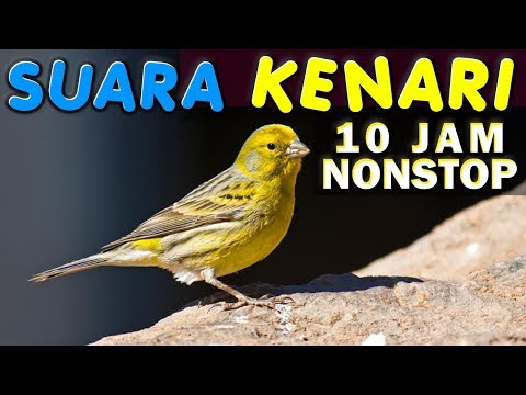 10 JAM NONSTOP - SUARA KICAU BURUNG KENARI - GACOR - NGEKEK