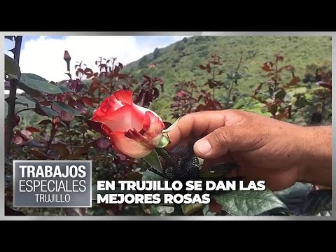 En Trujillo se dan las mejores rosas - Especial VPItv