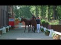 Show jumping horse Mooie jaarling hengst EPD X Diktator vd Boslandhoeve