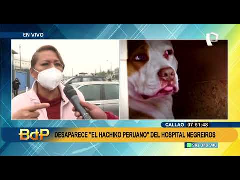 Callao: Desaparece “El Hachiko peruano” del hospital Negreiros