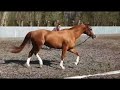 Allround-pony Welsh Cob Merrie | Allround en Superlief