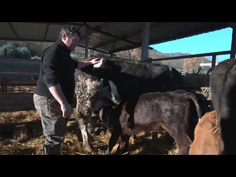 Italian cattle breeder joins farmers at tractor protest