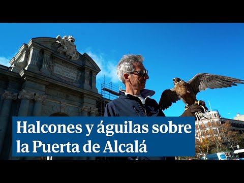 Halcones y águilas sobre la Puerta de Alcalá