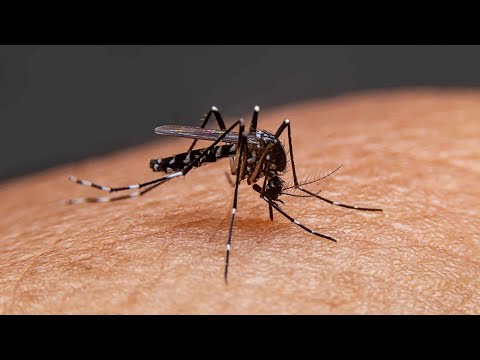 Lluvias pueden proliferar el dengue en Nicaragua, dicen expertos
