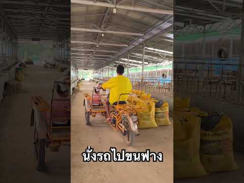 นั่งรถไปขนฟาง