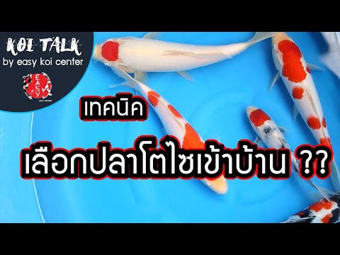 Koi-Talk-EP.-11-เทคนิคการเลือก Koi-Talk-EP.-11-เทคนิคการเลือก