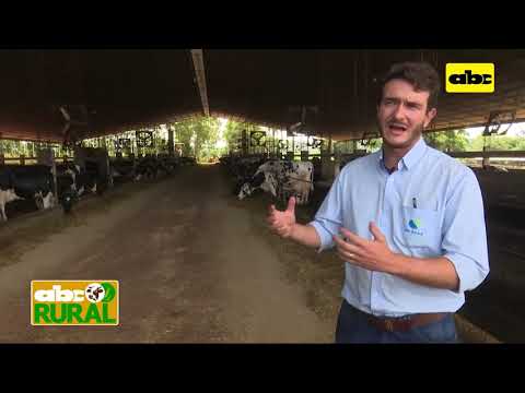 ABC Rural: Importancia del buen manejo de vacas lecheras en ambientes tropicales