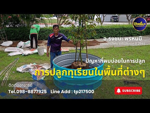 การปลูกทุเรียนในพื้นที่ต่างๆ|