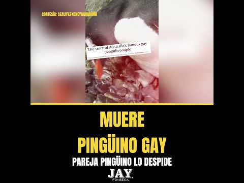 Muere pingüino gay