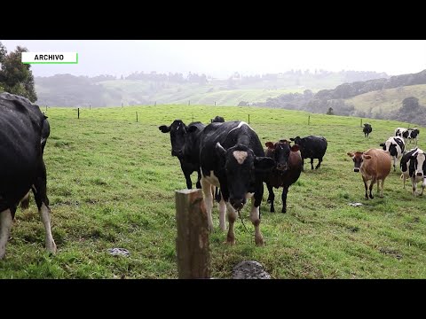 Aumenta el robo de ganado en el país Fedegan - Teleantioquia Noticias
