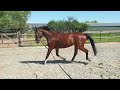 Dressage horse Grote 3 jr dressuur merrie (Cachet L x San Amour)