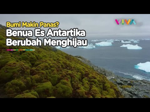 Benua Antartika Menghijau, Hamparan Es Berubah Jadi Ladang Lumut