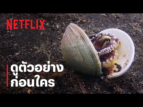 มหาสมุทรของเรา(OurOceans)|