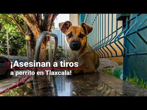 ¿Habrá consecuencias para los responsables? ¡Asesinan a tiros a un perrito en Tlaxcala!