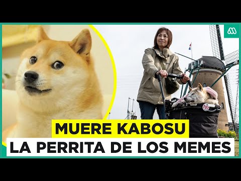 Fallece la perrita de los memes: Kabosu pierde la vida a los 19 años