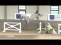 Show jumping horse Charma Z (Check In x Diabeau vd Heffinck)