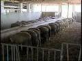 Овцеводство: Овцеводство в Бразилии
