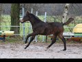 Show jumping horse Inaico VDL x V. Alba R. x Corland