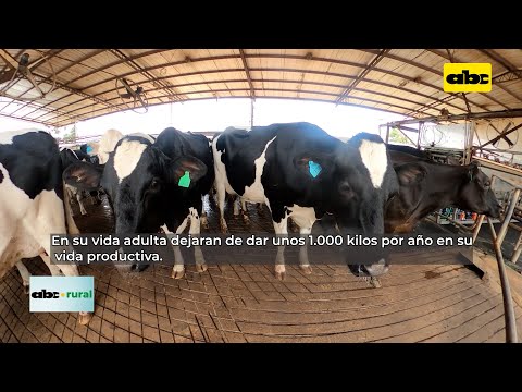 Problemas que presentan vacas lecheras si no son bien enfriadas