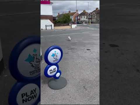 Hilarious moment seagull STEALS a packet of crisps from shop