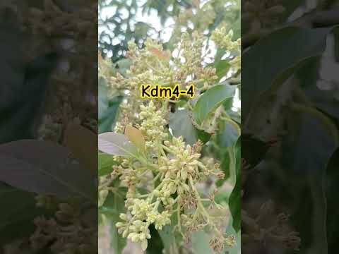 สวนสลิลทิพย์ Channel kdm44สวนสลิลทิพย์อะโวคาโดfruitfruitcuttingsatisfying