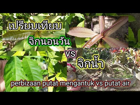 เปรียบเทียบต้นจิกนอนวันกับต้นจ เปรียบเทียบต้นจิกนอนวันกับต้นจ