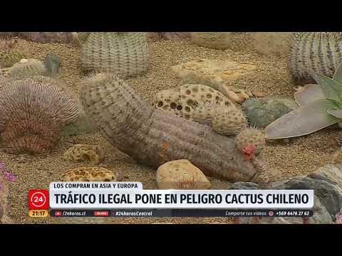 Cactus chileno en peligro por tráfico ilegal