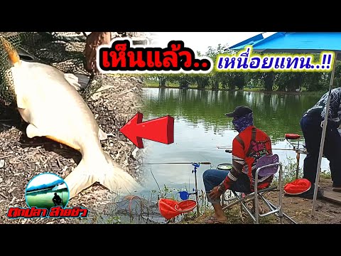 ตกชิงหลิวบ่อเหมา100บาท-ปลาบึก- ตกชิงหลิวบ่อเหมา100บาท-ปลาบึก-