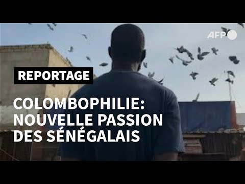 La colombophilie, nouvelle passion des jeunes Sénégalais | AFP