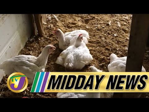 Chicken Farmers Devastated | Legislate Vaccination - Bailey | TVJ Midday News - Feb 8 2022