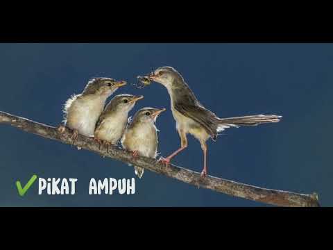 suara pikat ter ampuh burung ciblek sawah ribut anakan sama indukan