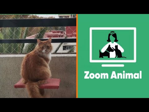 Consejos para los problemas bucales de tu gato | Zoom Animal